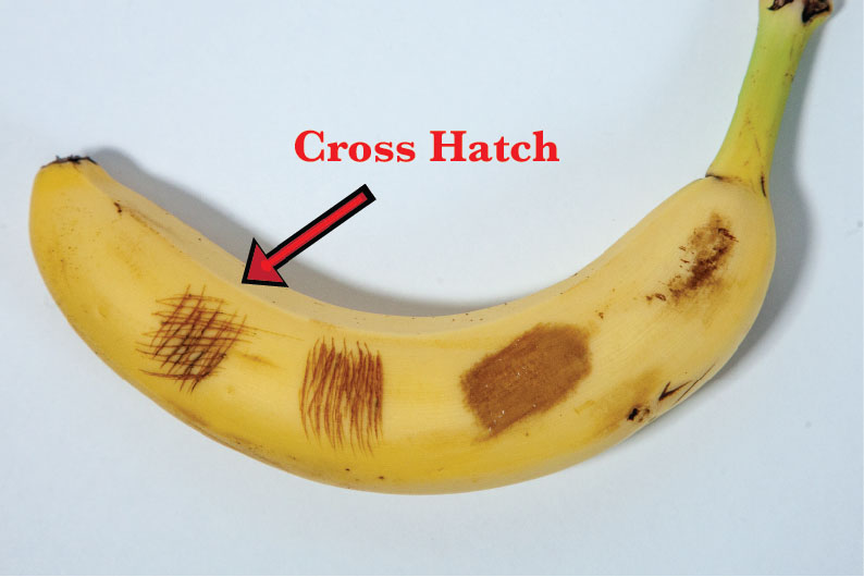 Cross Hatch Pattern on a Banana