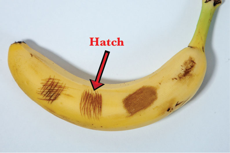 Hatch Pattern on a Banana
