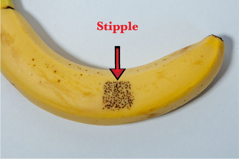 Stipple Pattern on a Banana